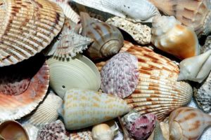 shells generic