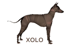 xolo_1_xolo-logo-725356