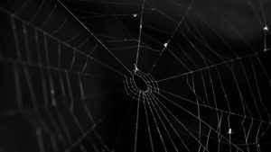 Spider web with something to eat, black background,monochrome, Romania