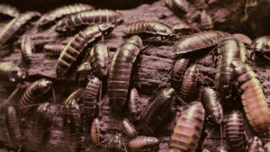 Large group of Madagascan hissing cockroaches on a piece of log
