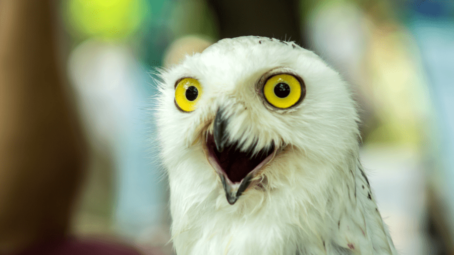 Update now! Patch against vulnerabilities in Meeting Owl Pro and Whiteboard Owl devices 1 Scared owl 900x506 1