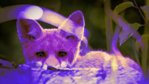 purplefox