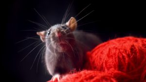 rat